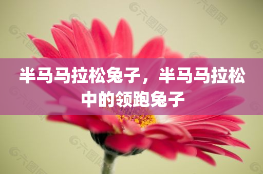 半马马拉松兔子，半马马拉松中的领跑兔子