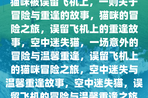 猫咪被误留飞机上，一则关于冒险与重逢的故事，猫咪的冒险之旅，误留飞机上的重逢故事，空中迷失猫，一场意外的冒险与温馨重逢，误留飞机上的猫咪冒险之旅，空中迷失与温馨重逢故事，空中迷失猫，误留飞机的冒险与温馨重逢之旅