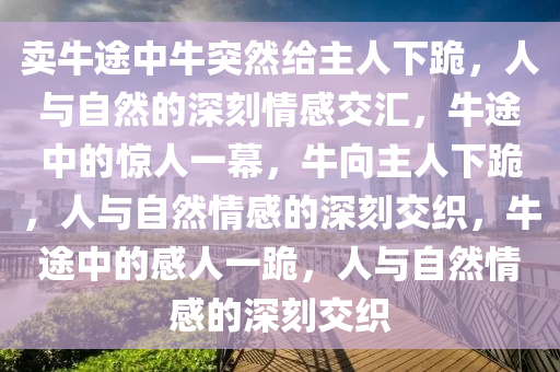 卖牛途中牛突然给主人下跪，人与自然的深刻情感交汇，牛途中的惊人一幕，牛向主人下跪，人与自然情感的深刻交织，牛途中的感人一跪，人与自然情感的深刻交织