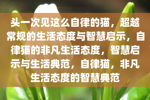 头一次见这么自律的猫，超越常规的生活态度与智慧启示，自律猫的非凡生活态度，智慧启示与生活典范，自律猫，非凡生活态度的智慧典范