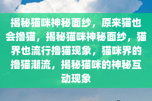 揭秘猫咪神秘面纱，原来猫也会撸猫，揭秘猫咪神秘面纱，猫界也流行撸猫现象，猫咪界的撸猫潮流，揭秘猫咪的神秘互动现象