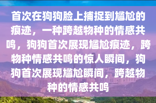 首次在狗狗脸上捕捉到尴尬的痕迹，一种跨越物种的情感共鸣，狗狗首次展现尴尬痕迹，跨物种情感共鸣的惊人瞬间，狗狗首次展现尴尬瞬间，跨越物种的情感共鸣