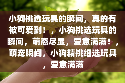 小狗挑选玩具的瞬间，真的有被可爱到！，小狗挑选玩具的瞬间，萌态尽显，爱意满满！，萌宠瞬间，小狗精挑细选玩具，爱意满满