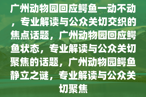 广州动物园回应鳄鱼一动不动，专业解读与公众关切交织的焦点话题，广州动物园回应鳄鱼状态，专业解读与公众关切聚焦的话题，广州动物园鳄鱼静立之谜，专业解读与公众关切聚焦