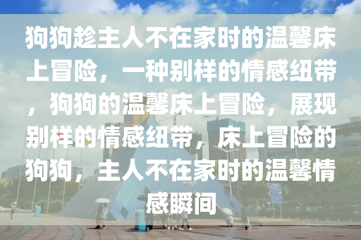 狗狗趁主人不在家时的温馨床上冒险，一种别样的情感纽带，狗狗的温馨床上冒险，展现别样的情感纽带，床上冒险的狗狗，主人不在家时的温馨情感瞬间