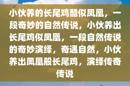 小伙养的长尾鸡酷似凤凰，一段奇妙的自然传说，小伙养出长尾鸡似凤凰，一段自然传说的奇妙演绎，奇遇自然，小伙养出凤凰般长尾鸡，演绎传奇传说
