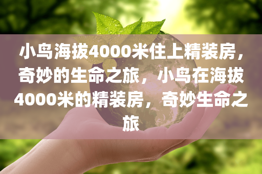 小鸟海拔4000米住上精装房，奇妙的生命之旅，小鸟在海拔4000米的精装房，奇妙生命之旅