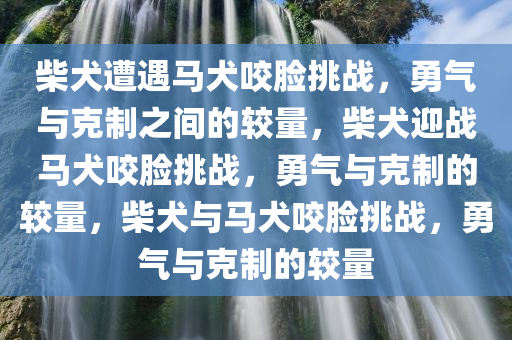 柴犬遭遇马犬咬脸挑战，勇气与克制之间的较量，柴犬迎战马犬咬脸挑战，勇气与克制的较量，柴犬与马犬咬脸挑战，勇气与克制的较量