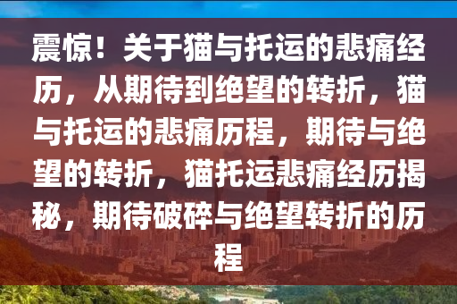 震惊！关于猫与托运的悲痛经历，从期待到绝望的转折，猫与托运的悲痛历程，期待与绝望的转折，猫托运悲痛经历揭秘，期待破碎与绝望转折的历程