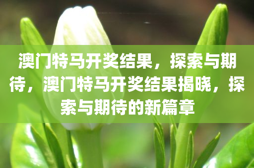 澳门特马开奖结果，探索与期待，澳门特马开奖结果揭晓，探索与期待的新篇章
