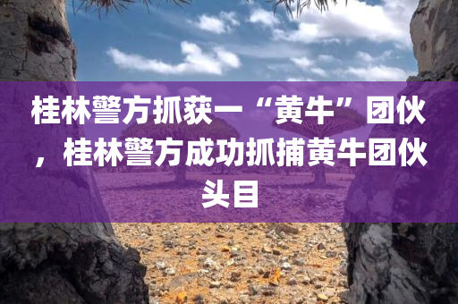 桂林警方抓获一“黄牛”团伙，桂林警方成功抓捕黄牛团伙头目
