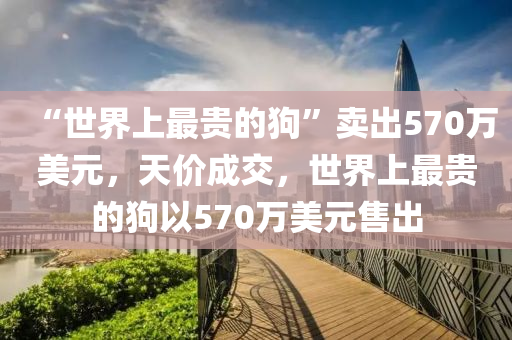 “世界上最贵的狗”卖出570万美元，天价成交，世界上最贵的狗以570万美元售出，天价成交！世界上最贵的狗以570万美元售出