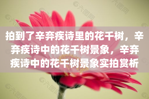 拍到了辛弃疾诗里的花千树，辛弃疾诗中的花千树景象，辛弃疾诗中的花千树景象实拍赏析