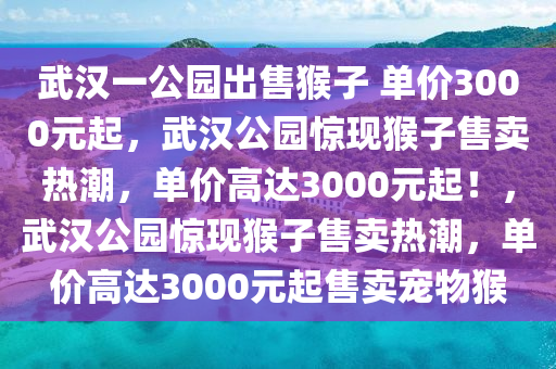 武汉一公园出售猴子 单价3000元起，武汉公园惊现猴子售卖热潮，单价高达3000元起！，武汉公园惊现猴子售卖热潮，单价高达3000元起售卖宠物猴
