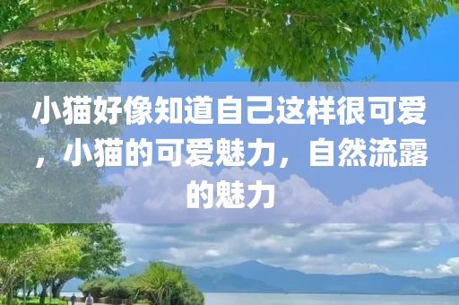 小猫好像知道自己这样很可爱，小猫的可爱魅力，自然流露的魅力