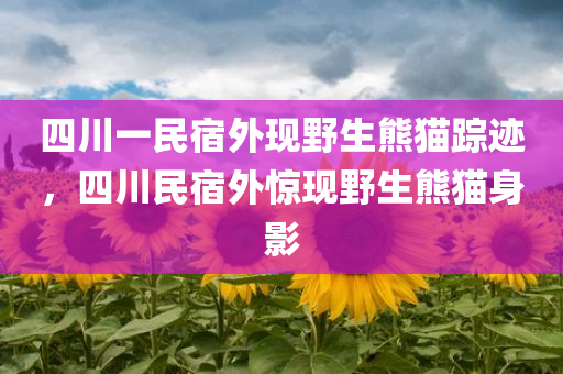 四川一民宿外现野生熊猫踪迹，四川民宿外惊现野生熊猫身影，四川民宿外惊现野生熊猫身影，自然生态展现魅力