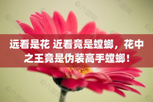 远看是花 近看竟是螳螂，花中之王竟是伪装高手螳螂！