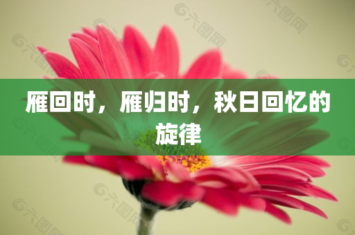 雁回时，雁归时，秋日回忆的旋律