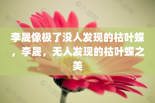 李晟像极了没人发现的枯叶蝶，李晟，无人发现的枯叶蝶之美