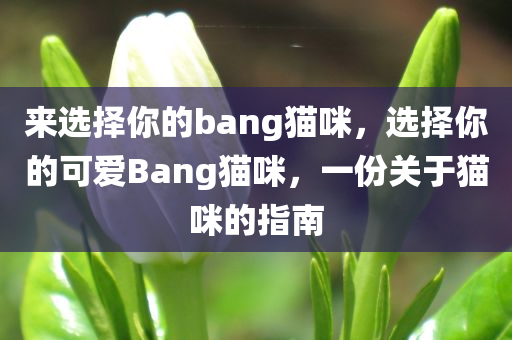 来选择你的bang猫咪，选择你的可爱Bang猫咪，一份关于猫咪的指南