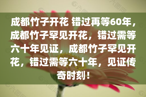 成都竹子开花 错过再等60年，成都竹子罕见开花，错过需等六十年见证，成都竹子罕见开花，错过需等六十年，见证传奇时刻！