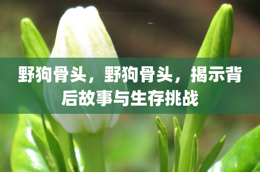 野狗骨头，野狗骨头，揭示背后故事与生存挑战