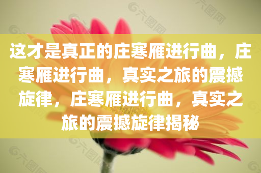 这才是真正的庄寒雁进行曲，庄寒雁进行曲，真实之旅的震撼旋律，庄寒雁进行曲，真实之旅的震撼旋律揭秘