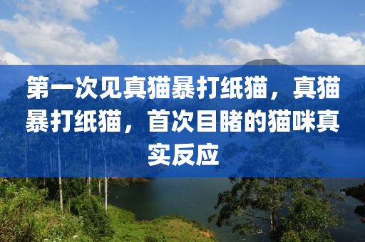 第一次见真猫暴打纸猫，真猫暴打纸猫，首次目睹的猫咪真实反应