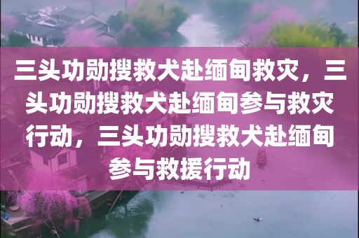 三头功勋搜救犬赴缅甸救灾，三头功勋搜救犬赴缅甸参与救灾行动，三头功勋搜救犬赴缅甸参与救援行动