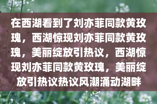 在西湖看到了刘亦菲同款黄玫瑰，西湖惊现刘亦菲同款黄玫瑰，美丽绽放引热议，西湖惊现刘亦菲同款黄玫瑰，美丽绽放引热议热议风潮涌动湖畔