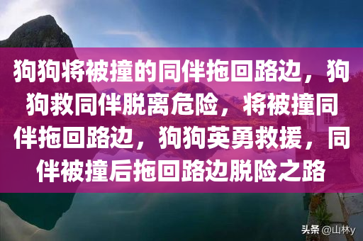 狗狗将被撞的同伴拖回路边，狗狗救同伴脱离危险，将被撞同伴拖回路边，狗狗英勇救援，同伴被撞后拖回路边脱险之路
