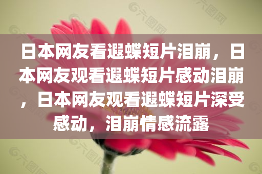 日本网友看遐蝶短片泪崩，日本网友观看遐蝶短片感动泪崩，日本网友观看遐蝶短片深受感动，泪崩情感流露