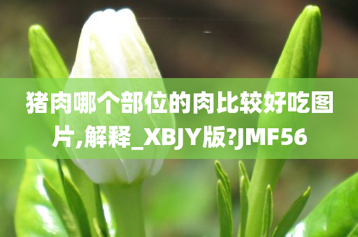 猪肉部位 第2页
