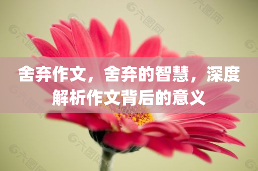 舍弃作文，舍弃的智慧，深度解析作文背后的意义