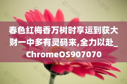 春色红梅香万树时享运到获大财一中多有灵码来,全力以赴_ChromeOS907070