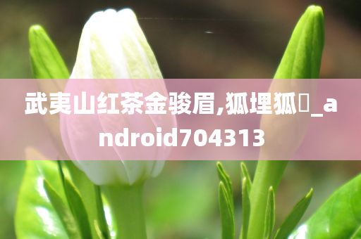 武夷山红茶金骏眉,狐埋狐搰_android704313