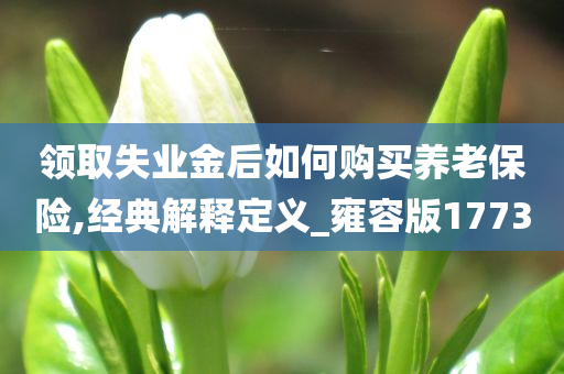 领取失业金后如何购买养老保险,经典解释定义_雍容版1773